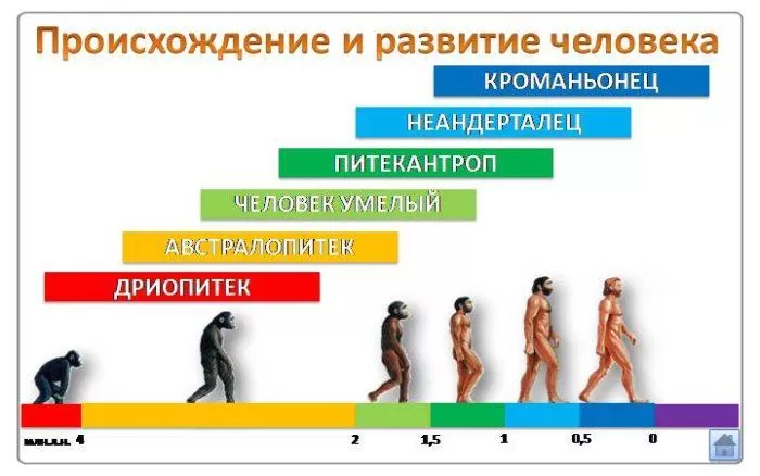 Рис. 1. Происхождение и развитие человека