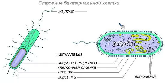 Рис. 4. Строение бактерии