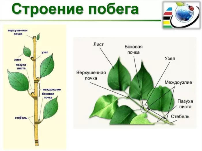 Рис. 1. Строение побега