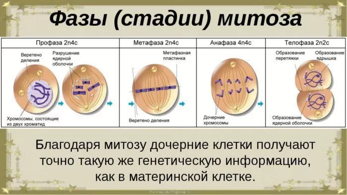 Рис. 1. Фазы митоза