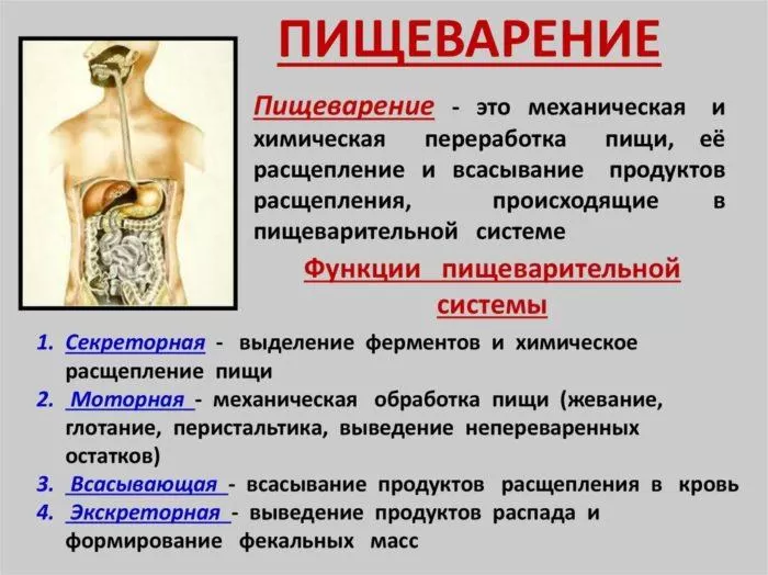 Рис. 1. Функции пищеварительной системы