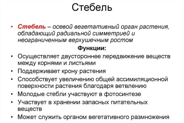 Рис. 1. Функции стебля