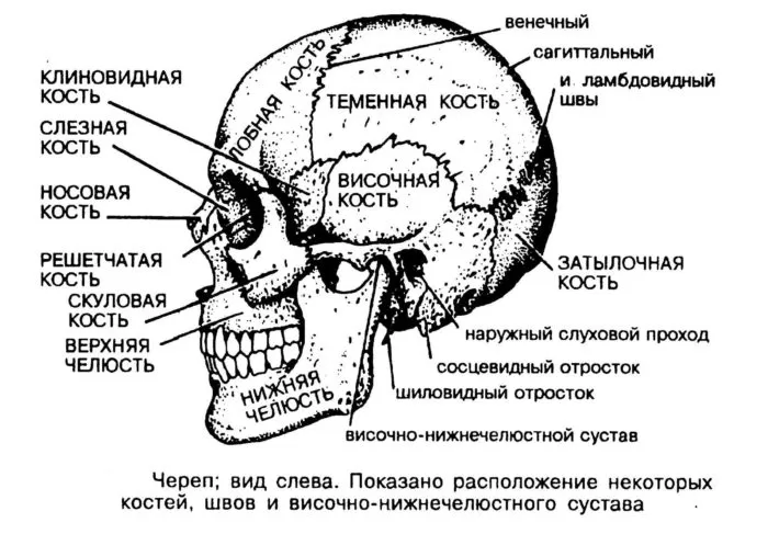 Рис. 1. Череп, вид сбоку