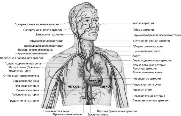 Рис. 2. Кровеносная система человека