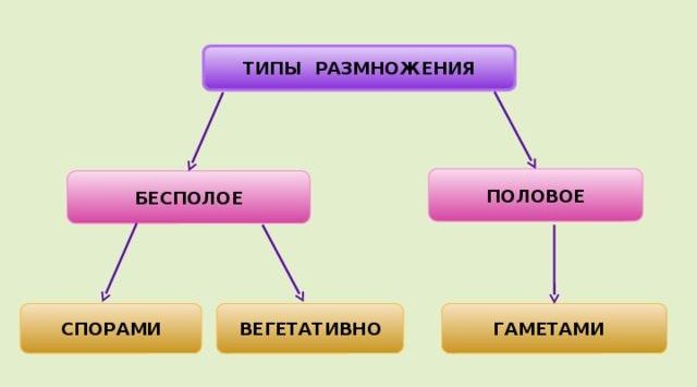 Что относится к мхам