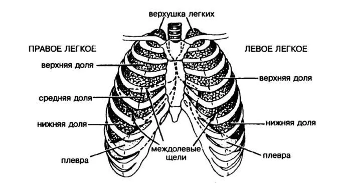 Рис. 2. Строение легких