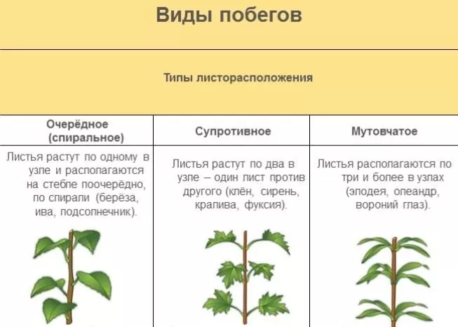Рис. 3. Виды побегов
