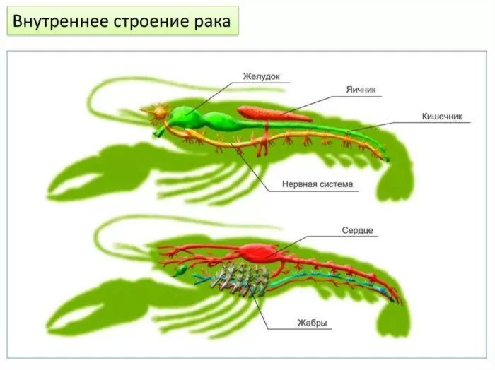 Рис. 2. Внутреннее строение рака