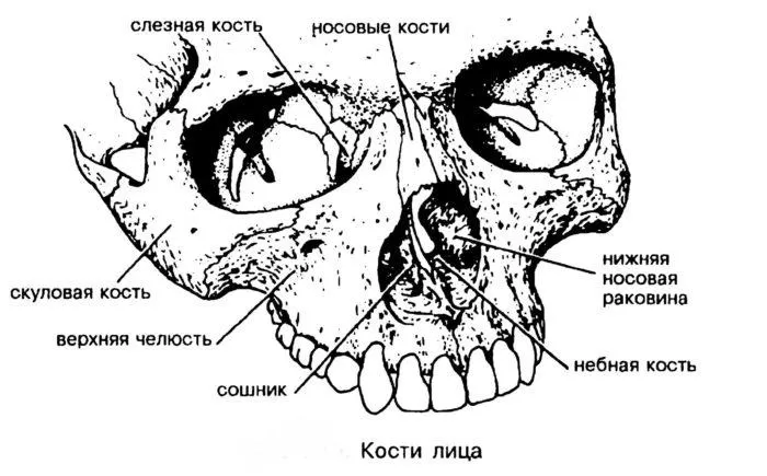Рис. 2. Лицевые кости