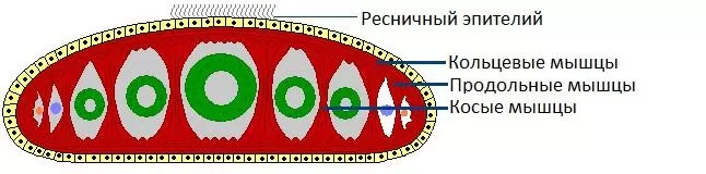Рис. 2. Мышечные волокна планарии