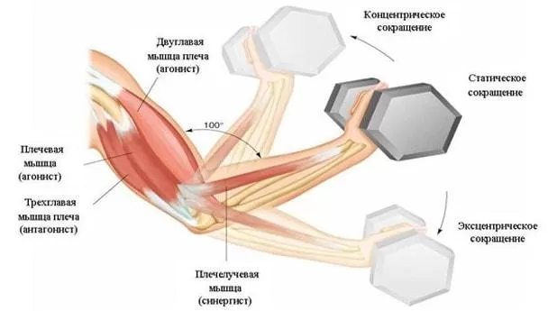 Рис. 3. Мышцы синергисты и антагонисты