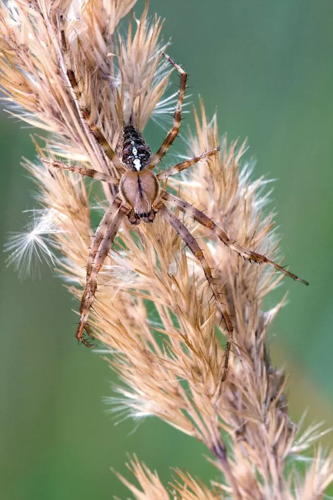 Рис. 2. Паук Araneus diadematus