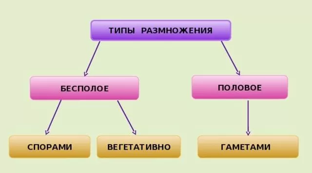 Рис. 2. Размножение мхов