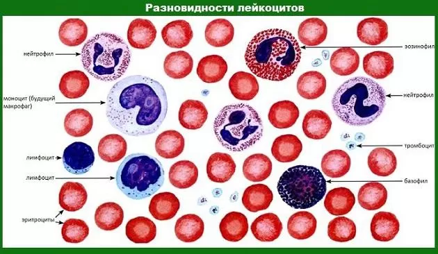 Рис. 2. Разновидности лейкоцитов