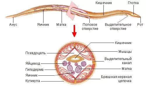 Рис. 2. Строение аскариды человеческой
