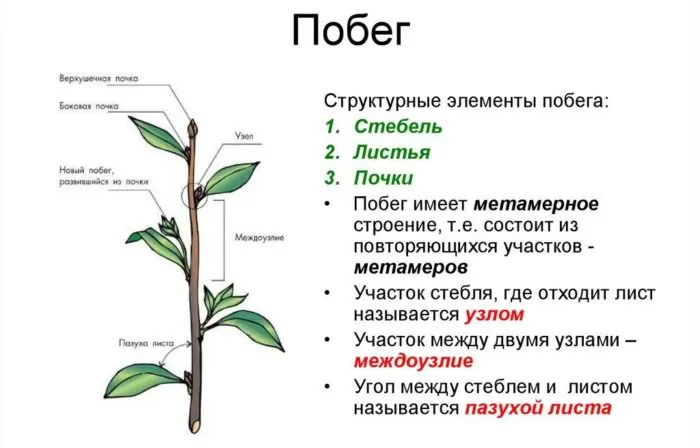 Рис. 2. Структура побега
