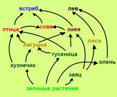Рис. 3. Схема пастбищной пищевой цепи