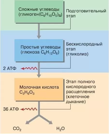Рис. 2. Этапы энергетического обмена