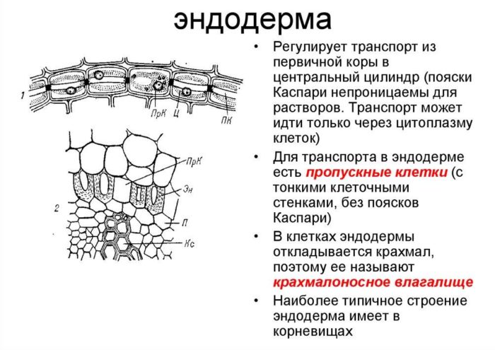 Происходит видоизменение стенки