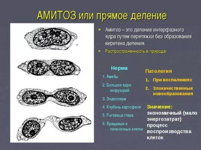 Рис. 3. Амитоз или прямое деление