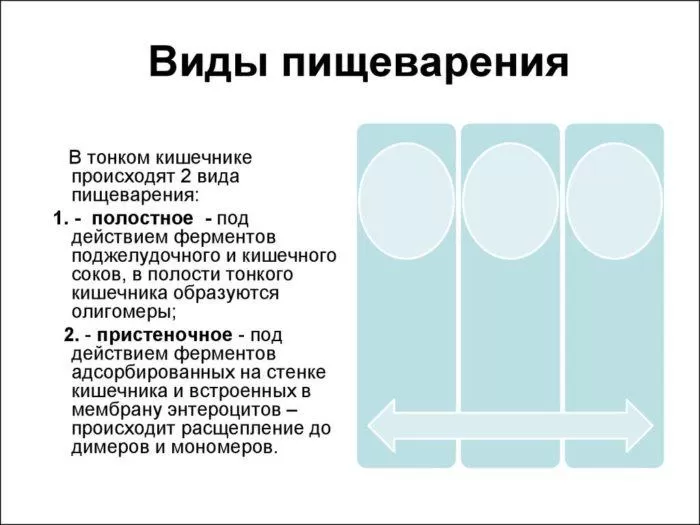 Рис. 3. Виды пищеварения