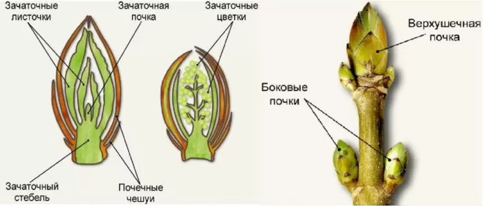 Рис. 2. Внутреннее строение почек