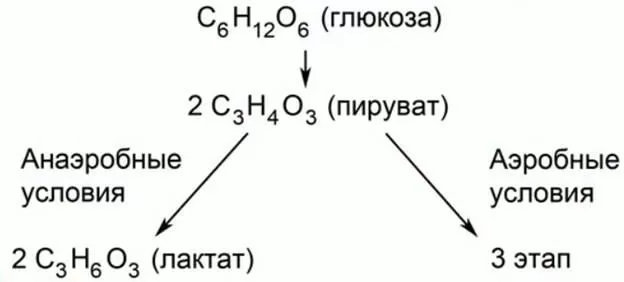 Рис. 3. Гликолиз глюкозы