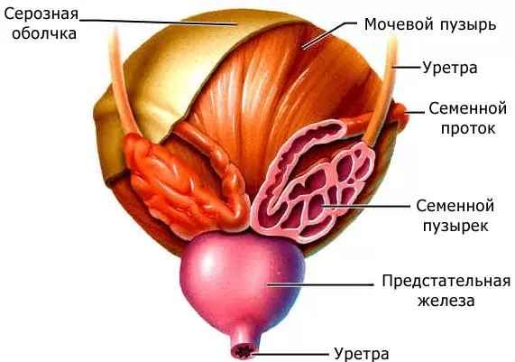 Рис. 3. Строение мочевого пузыря