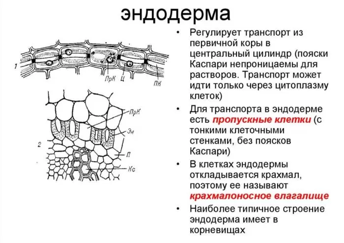 Рис. 3. Состав эндодермы