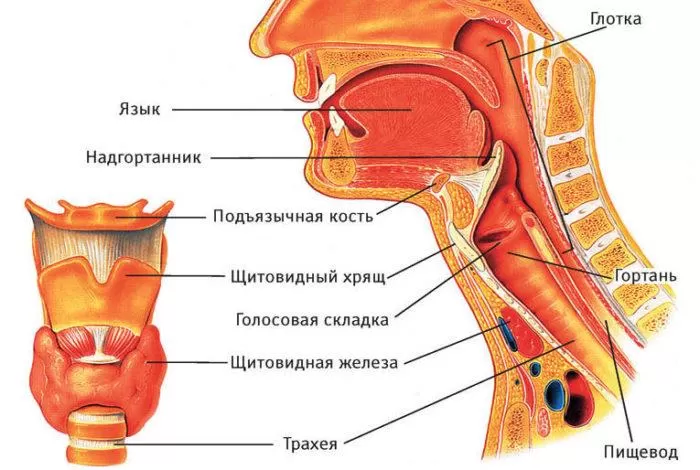 Рис. 3. Строение горла и гортани человека