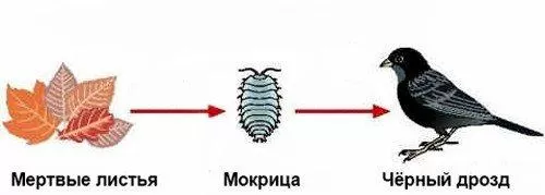 Рис. 4. Схема детритной пищевой цепи