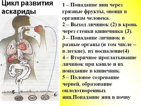 Рис. 3. Цикл развития аскариды