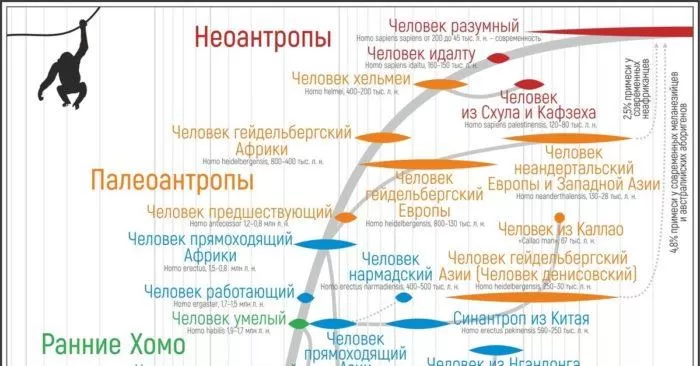 Рис. 3. Эволюция человека