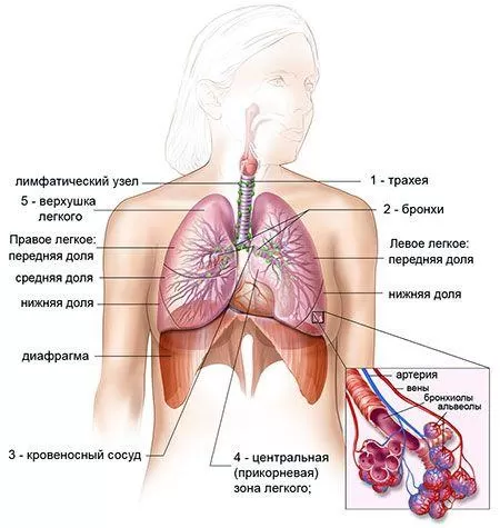 Рис. 4. Строение бронхов человека