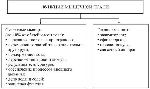 Рис. 5. Функции мышц