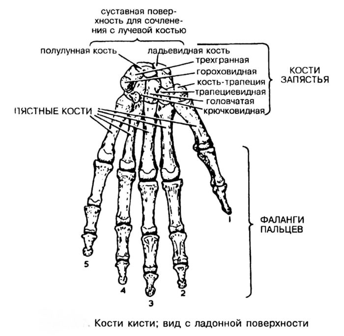 Скелет пальцев человека. Строение кисти руки вид сбоку. Скелет верхней конечности человека кисть. Скелет кисти руки с описанием. Отделы кисти кости запястья.