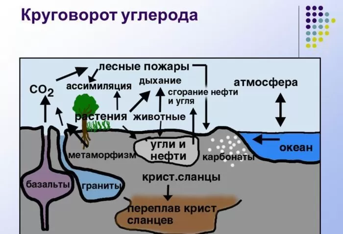 Рис. 4. Круговорот углерода в природе