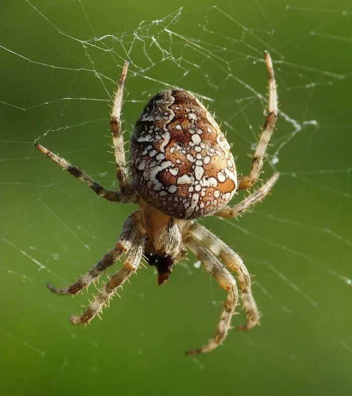Рис. 5. Паук Araneus diadematus