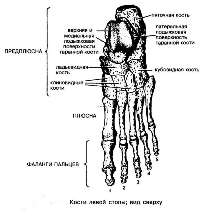 Рис. 6. Левая стопа
