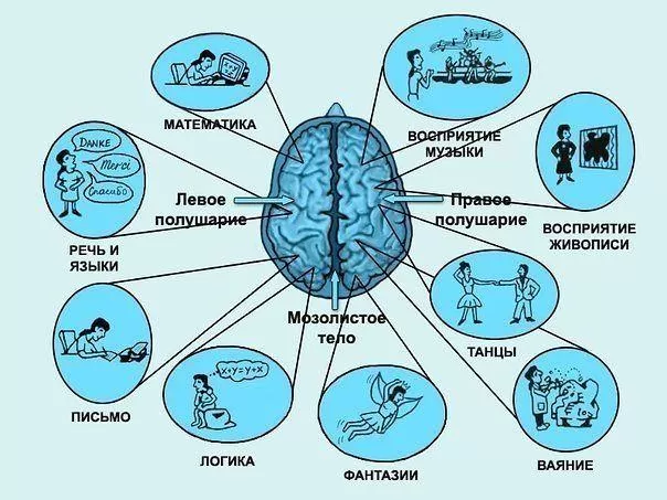 Рис. 2. Виды интеллекта