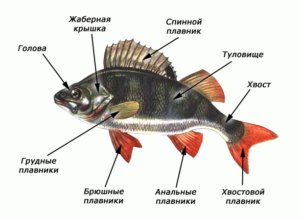 Рис. 2. Внешнее строение рыб