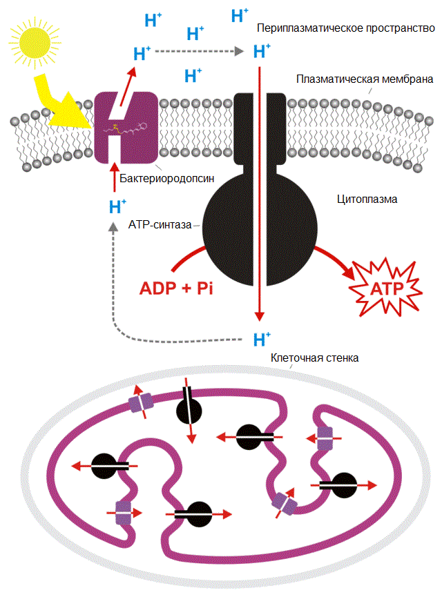 Рис. 2. Механизм бесхлорофилльного фотосинтеза галобактерий