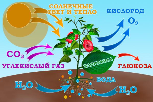 Рис. 1. Процесс фотосинтеза