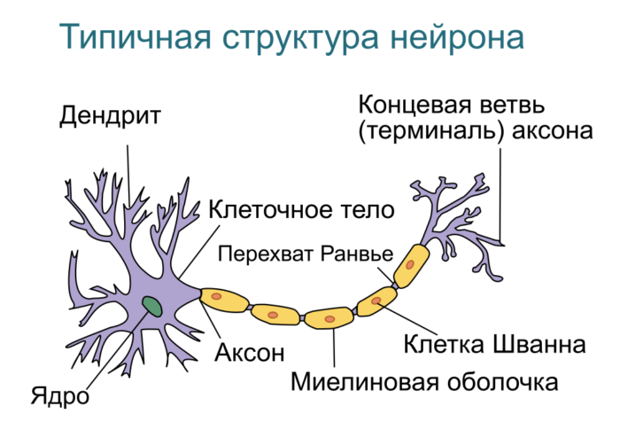 Рис. 1. Схема нейрона