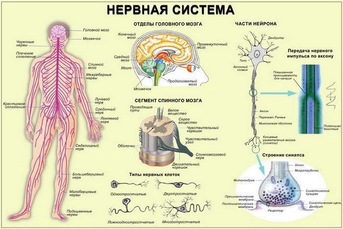 Рис. 2. Схема нервной системы человека
