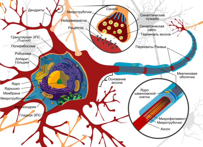 Рис. 2. Схема строения нейрона