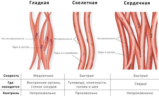 Рис. 2. Типы мышц по структуре