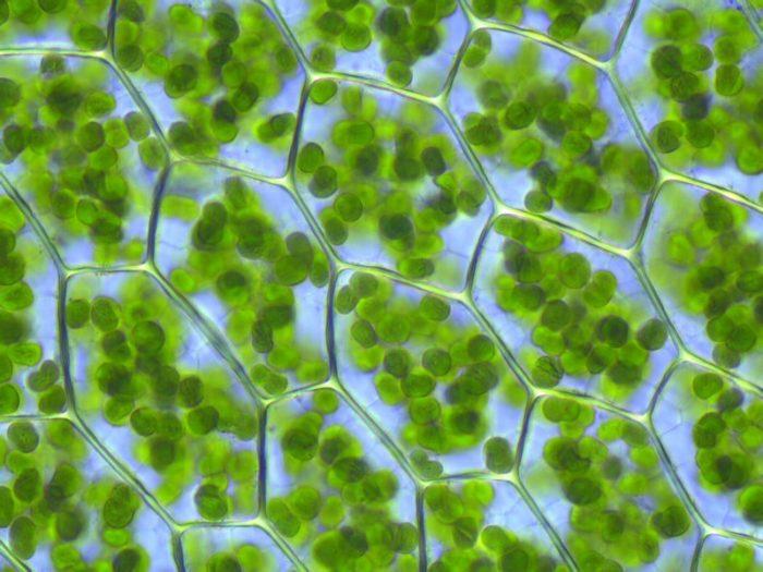 Рис. 3. Хлоропласты в клетках листа