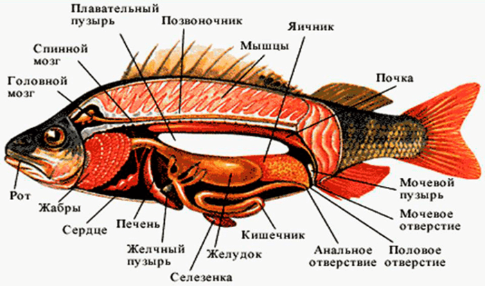 Рис. 4. Внутренние органы рыбы