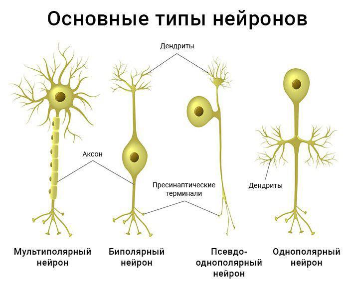 Рис. 3. Типы нейронов